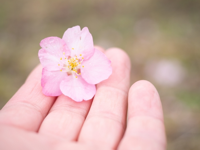 桜の花びら 手のひら